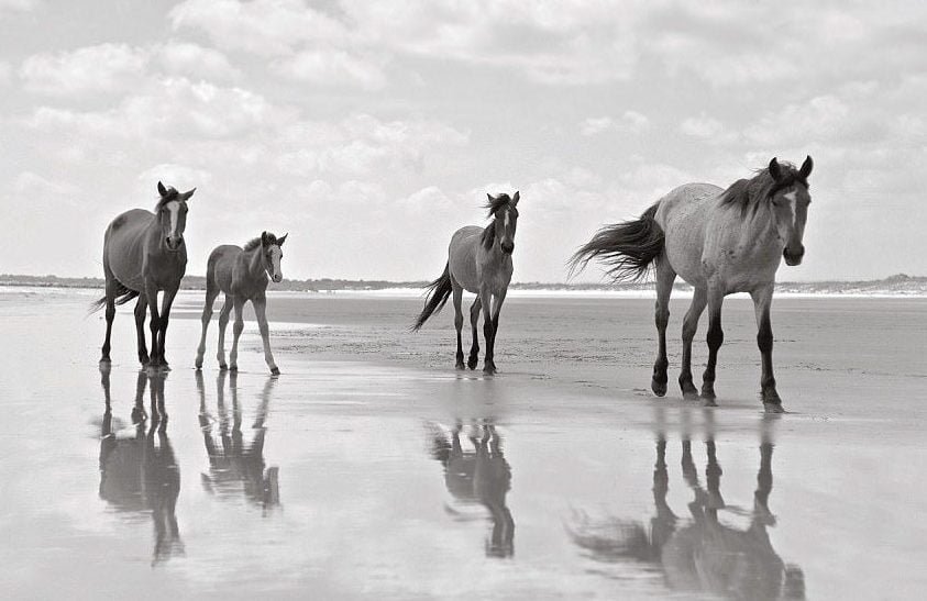 Cumberland Island Equines