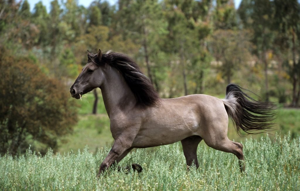 Sorraia horse